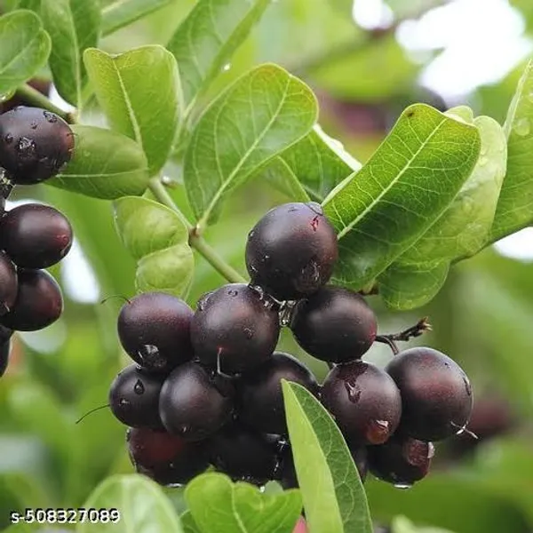 Karonda_Cherry_Black_Hybrid_Fruit_Plant
