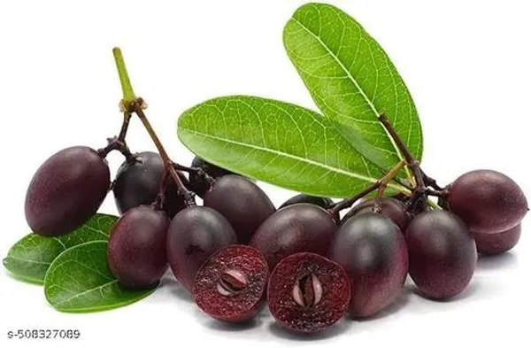 Karonda_Cherry_Black_Hybrid_Fruit_Plant