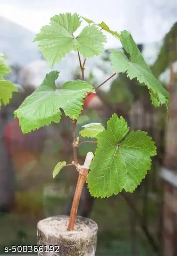 Black_Grapes_Plant_Hybrid