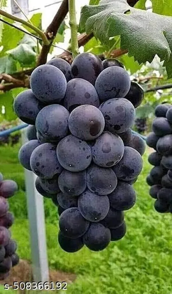 Black_Grapes_Plant_Hybrid