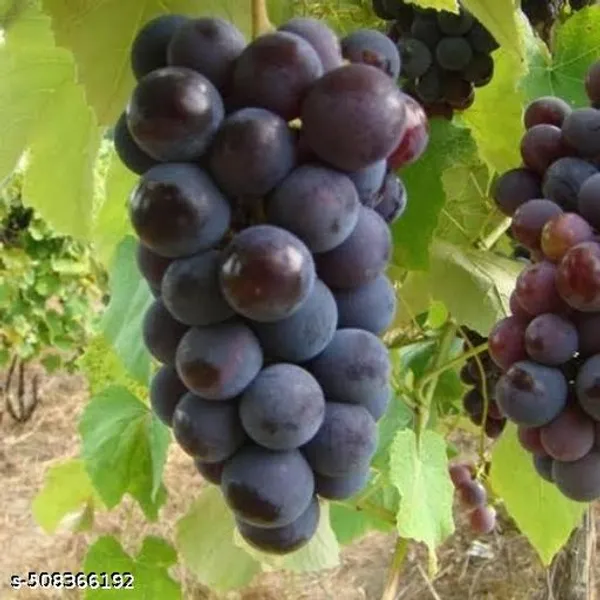 Black_Grapes_Plant_Hybrid