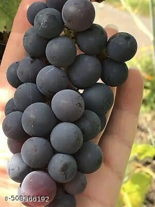 Black_Grapes_Plant_Hybrid