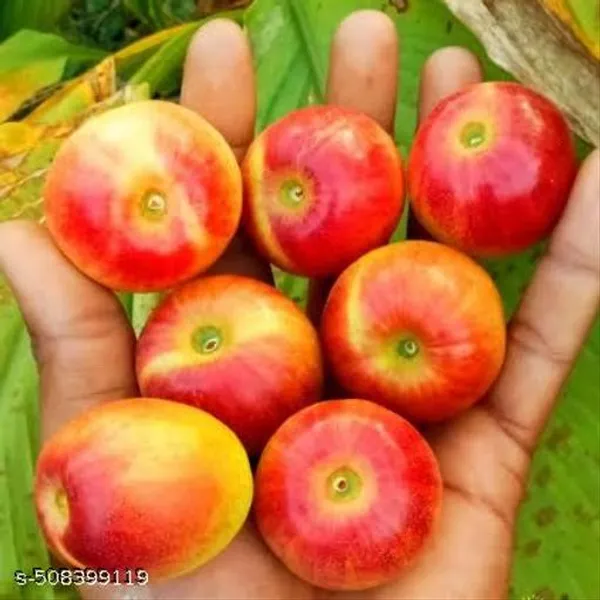 Hybrid_Red_Apple_Ber_Kashmiri_Apple_Ber_Kul_Jubee_Fruit_Plant