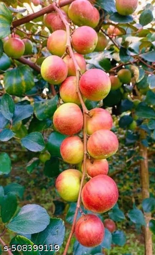 Hybrid_Red_Apple_Ber_Kashmiri_Apple_Ber_Kul_Jubee_Fruit_Plant