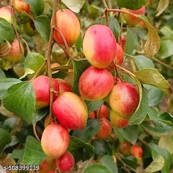 Hybrid_Red_Apple_Ber_Kashmiri_Apple_Ber_Kul_Jubee_Fruit_Plant