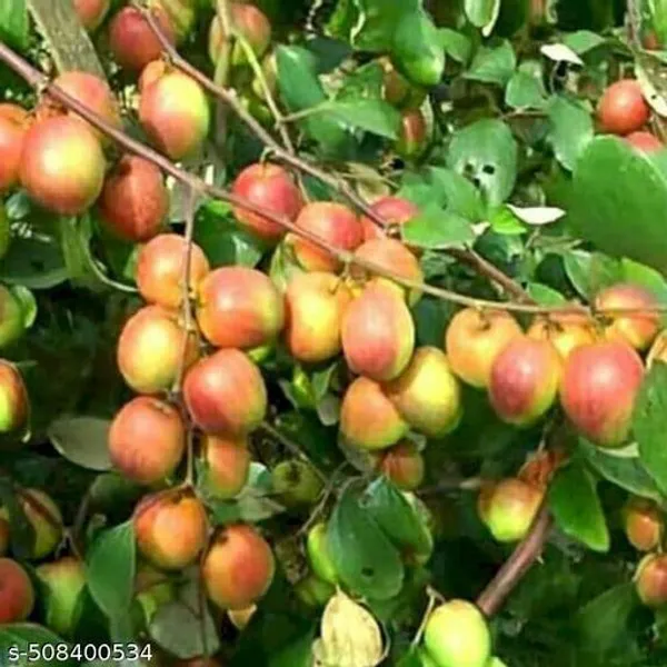 Hybrid_Apple_Ber_Plant_Apple_Ber_Kul_Jubee_Fruit_Plant