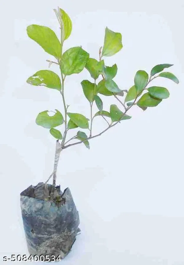 Hybrid_Apple_Ber_Plant_Apple_Ber_Kul_Jubee_Fruit_Plant