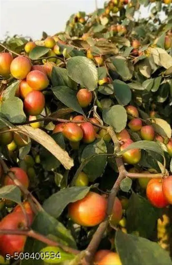 Hybrid_Apple_Ber_Plant_Apple_Ber_Kul_Jubee_Fruit_Plant