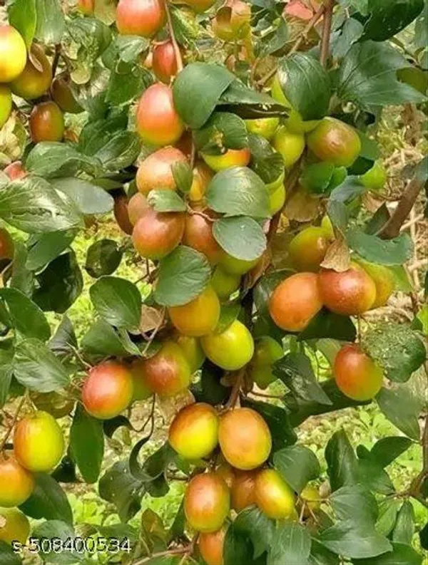 Hybrid_Apple_Ber_Plant_Apple_Ber_Kul_Jubee_Fruit_Plant