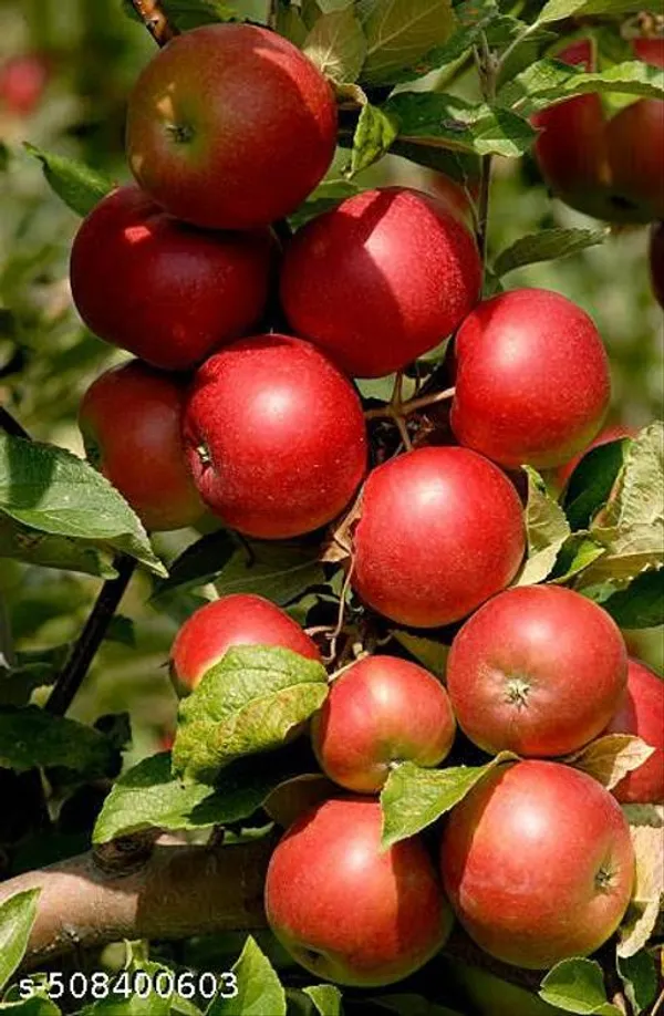 Apple_Plant_Hybrid