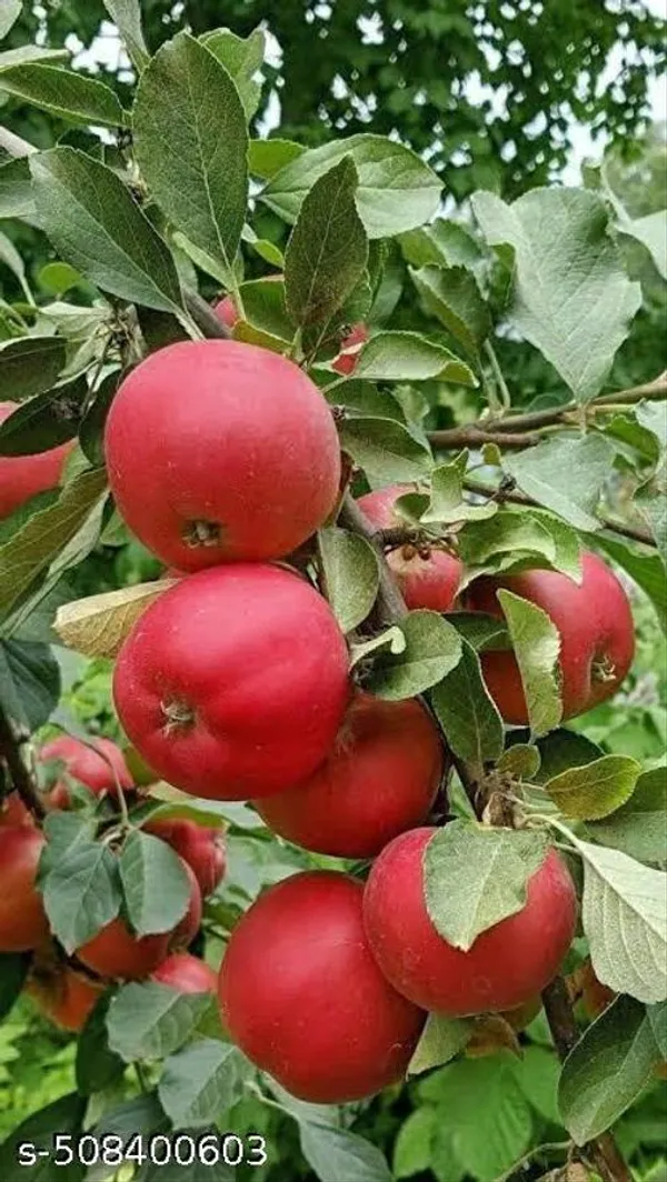 Apple_Plant_Hybrid