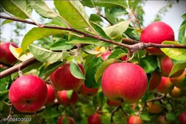 Apple_Plant_Hybrid