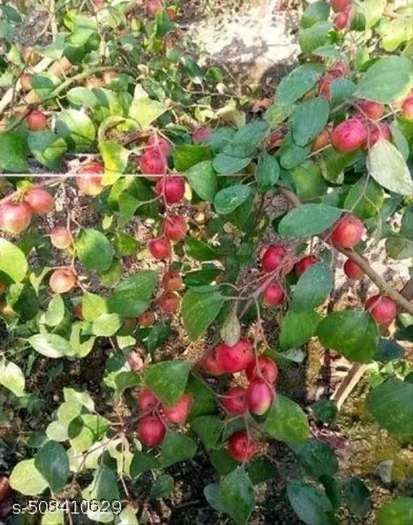Red_Sundari_Apple_Ber_Jujube_Fruit_Plant