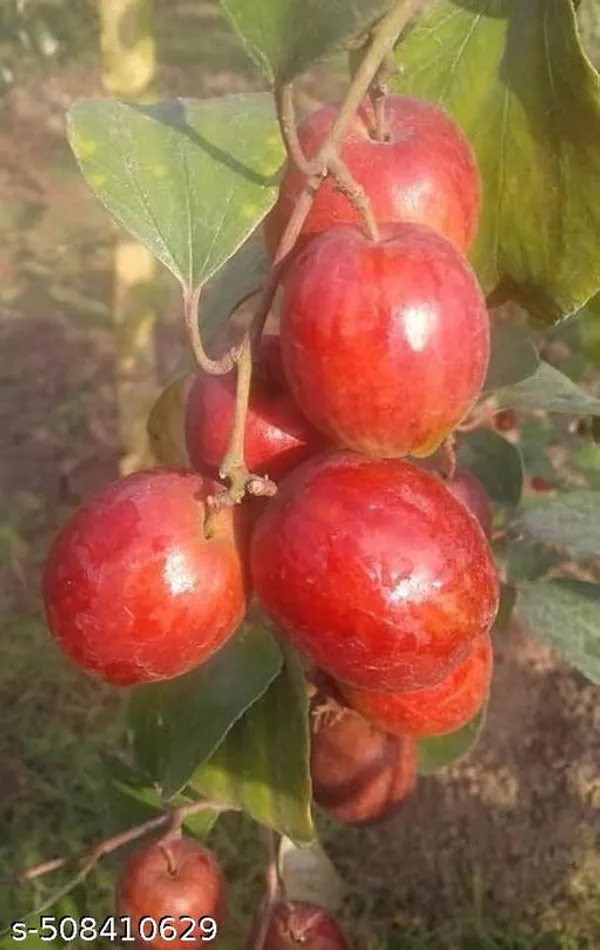 Red_Sundari_Apple_Ber_Jujube_Fruit_Plant