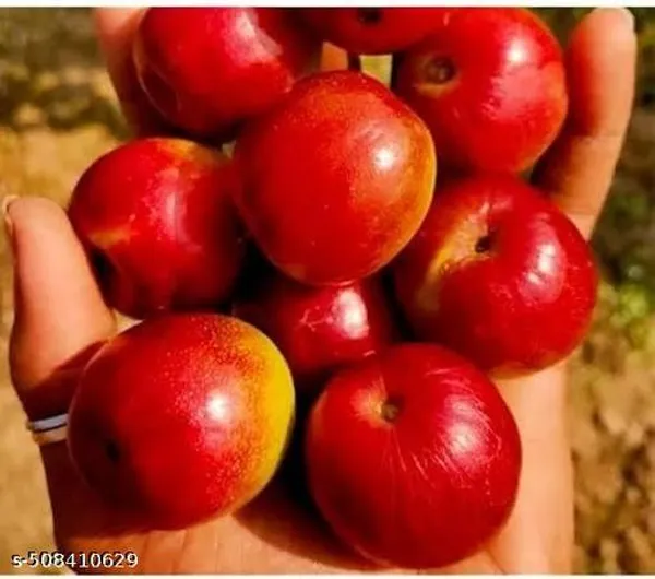 Red_Sundari_Apple_Ber_Jujube_Fruit_Plant
