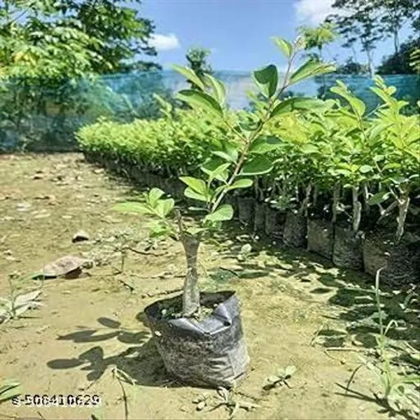 Red_Sundari_Apple_Ber_Jujube_Fruit_Plant