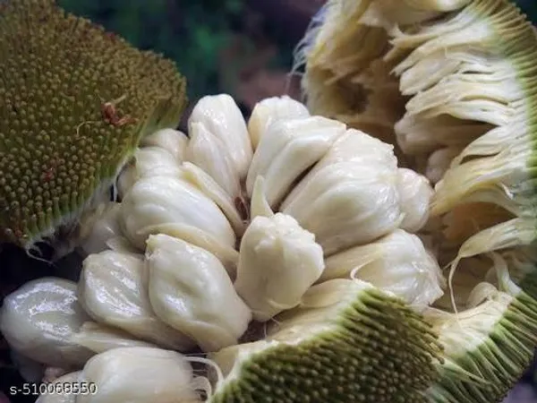 White_Hybrid_Jackfruit_Plant
