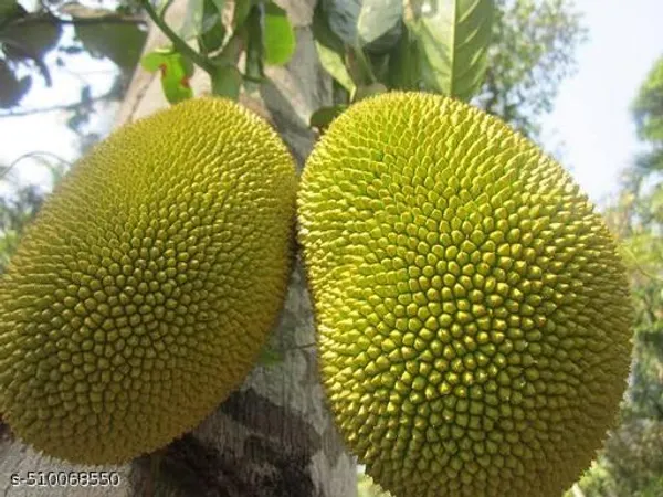 White_Hybrid_Jackfruit_Plant