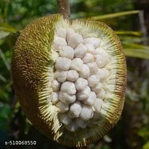 White_Hybrid_Jackfruit_Plant