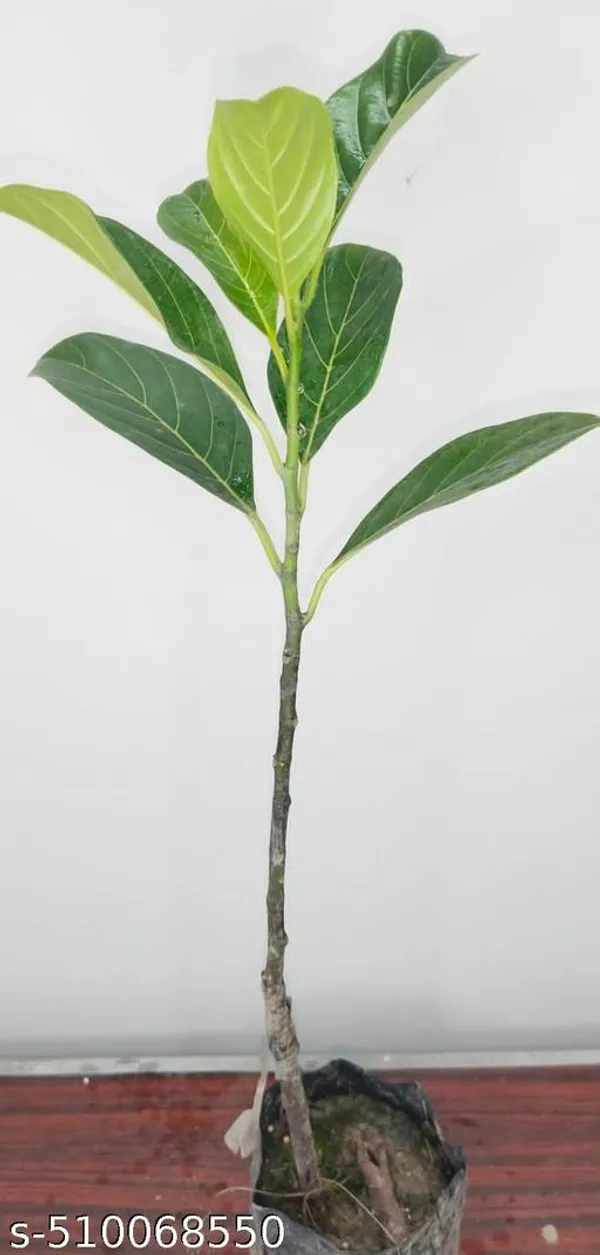 White_Hybrid_Jackfruit_Plant