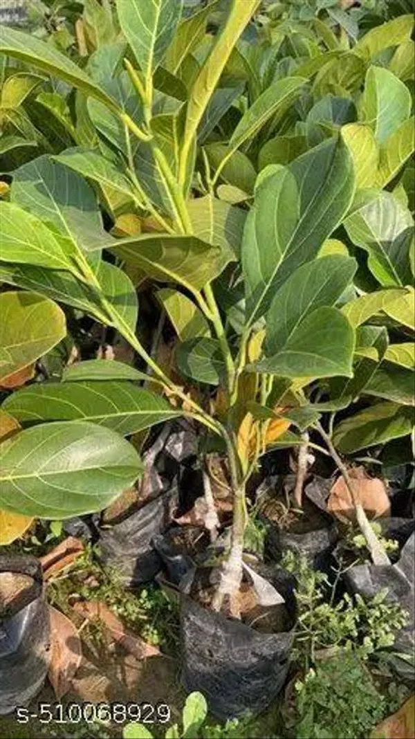 Hybrid_Red_Jackfruit_Plant