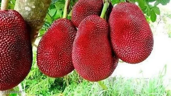 Hybrid_Red_Jackfruit_Plant