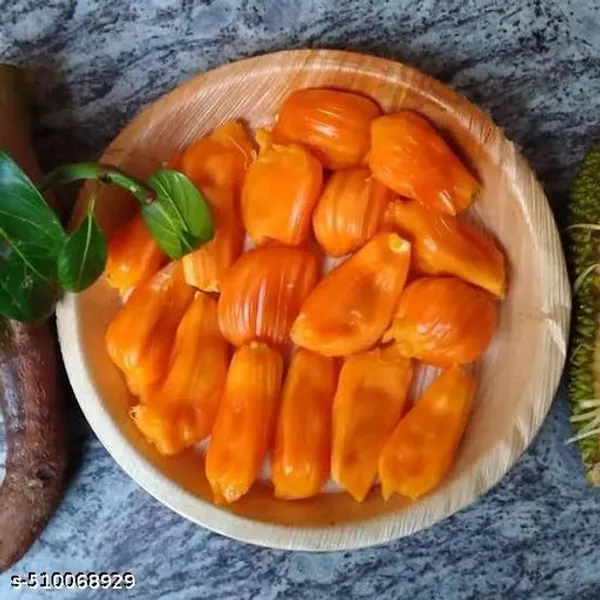 Hybrid_Red_Jackfruit_Plant