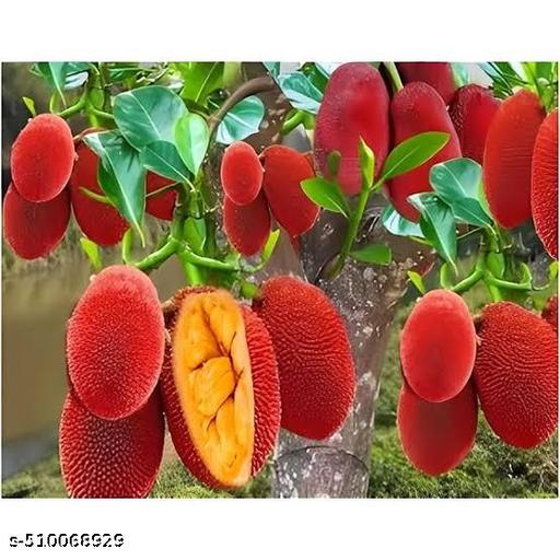 Hybrid_Red_Jackfruit_Plant