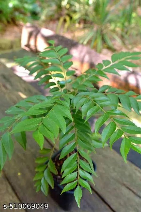 Arshiayat_Curry_Leaves_Karipata_Kadi_Patta_Plant_Hybrid