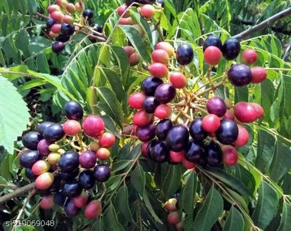 Arshiayat_Curry_Leaves_Karipata_Kadi_Patta_Plant_Hybrid