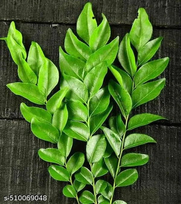 Arshiayat_Curry_Leaves_Karipata_Kadi_Patta_Plant_Hybrid
