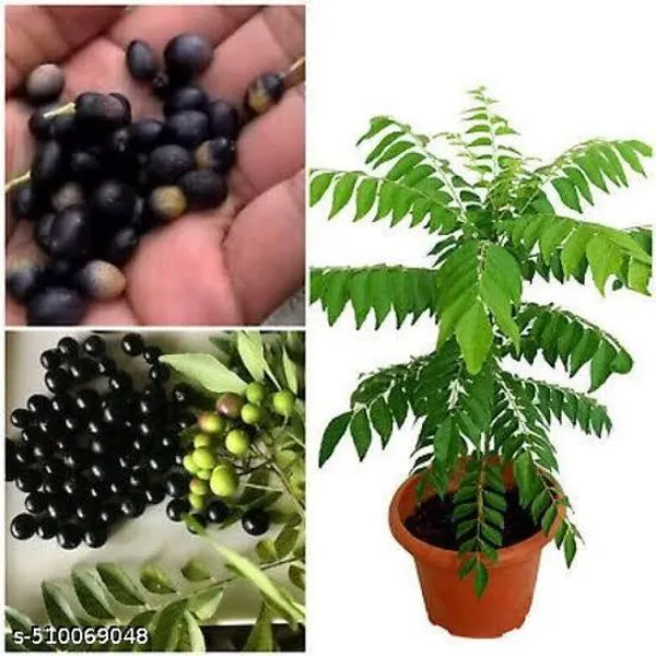 Arshiayat_Curry_Leaves_Karipata_Kadi_Patta_Plant_Hybrid