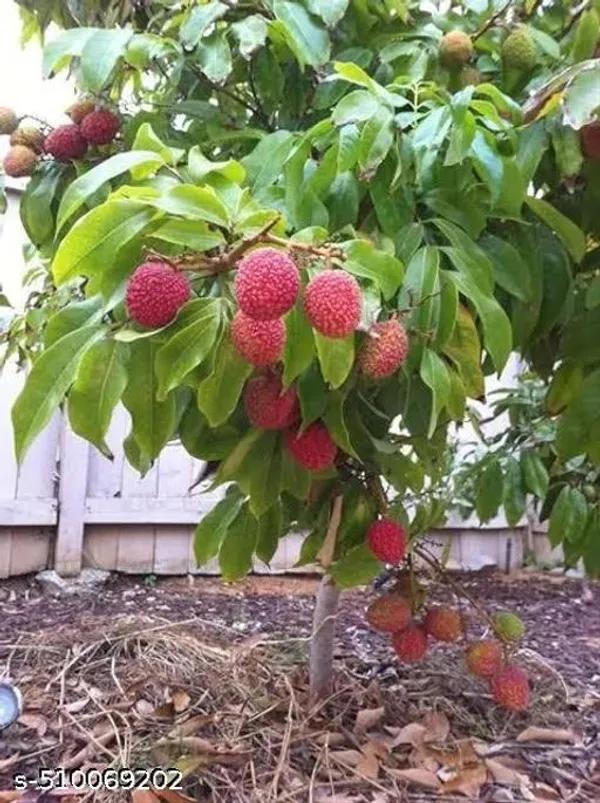 Hybrid_Bombay_Litchi_Plant
