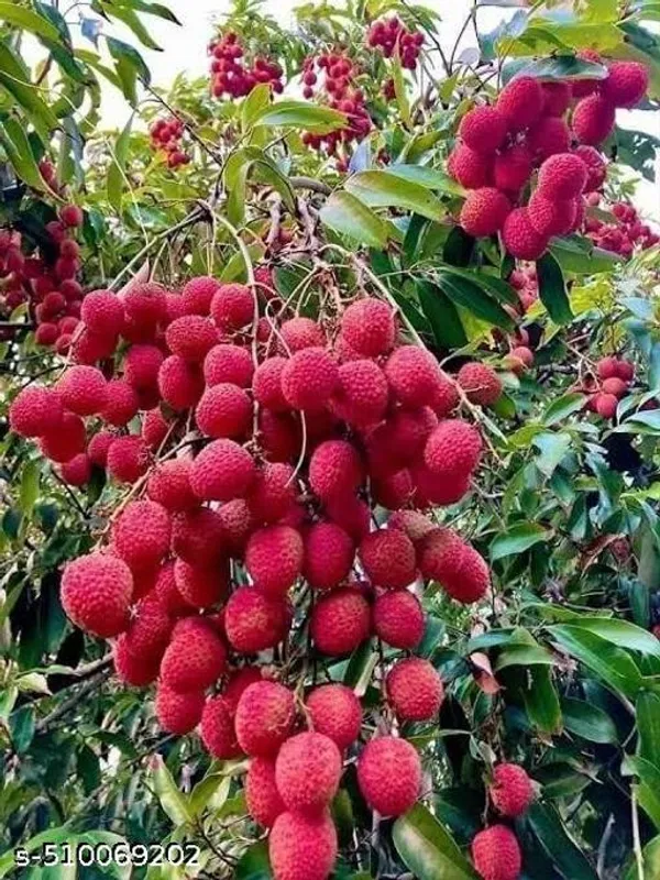 Hybrid_Bombay_Litchi_Plant
