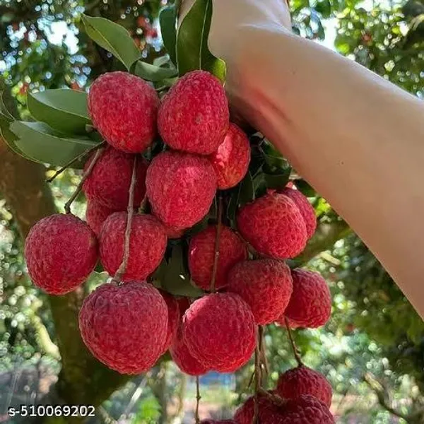 Hybrid_Bombay_Litchi_Plant