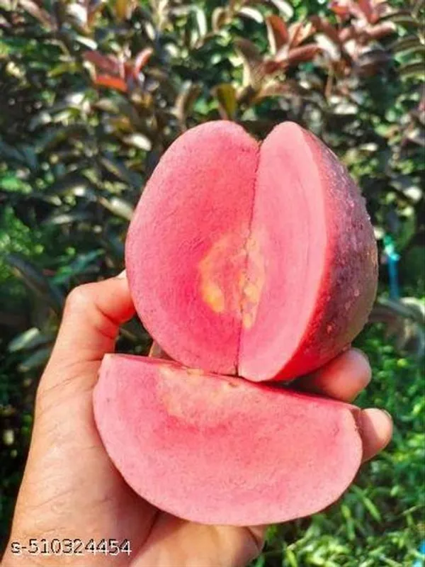 Alltime_Malaysian_Sweet_Red_Guava_Hybrid_Plant