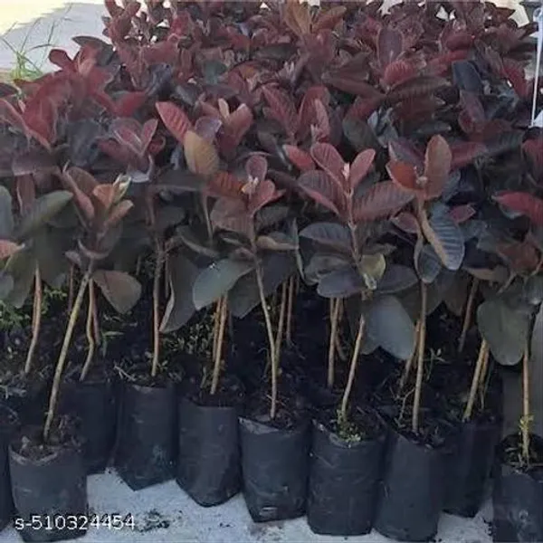 Alltime_Malaysian_Sweet_Red_Guava_Hybrid_Plant