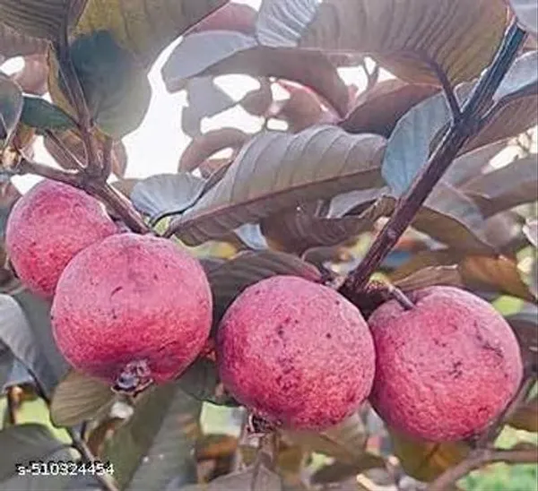 Alltime_Malaysian_Sweet_Red_Guava_Hybrid_Plant
