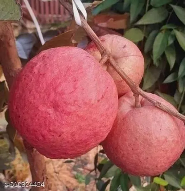 Alltime_Malaysian_Sweet_Red_Guava_Hybrid_Plant