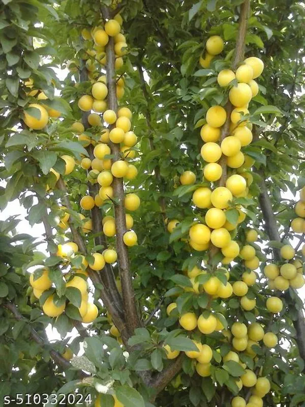 Yellow_Aloo_Bukhara_Hybrid_Plant