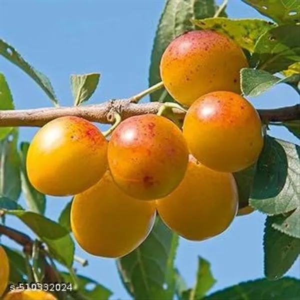Yellow_Aloo_Bukhara_Hybrid_Plant