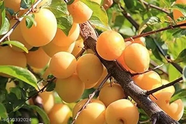 Yellow_Aloo_Bukhara_Hybrid_Plant