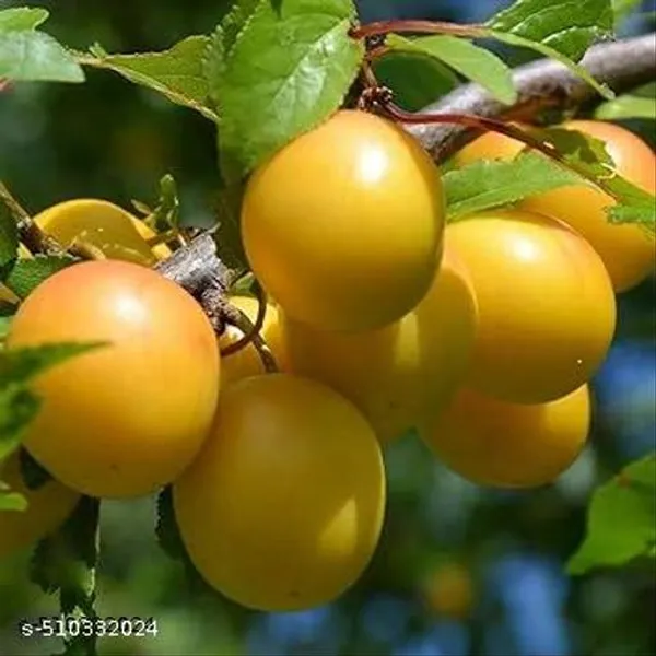 Yellow_Aloo_Bukhara_Hybrid_Plant