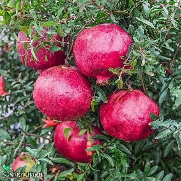 Hybrid_Bedana_Pomegranate_Anar_Dalim_Plant