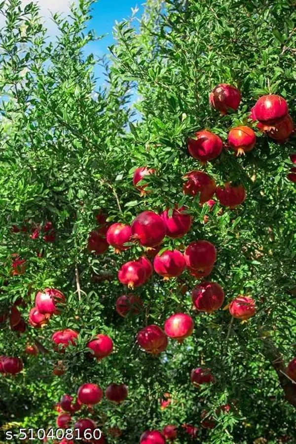 Hybrid_Bedana_Pomegranate_Anar_Dalim_Plant