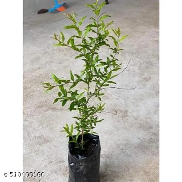 Hybrid_Bedana_Pomegranate_Anar_Dalim_Plant