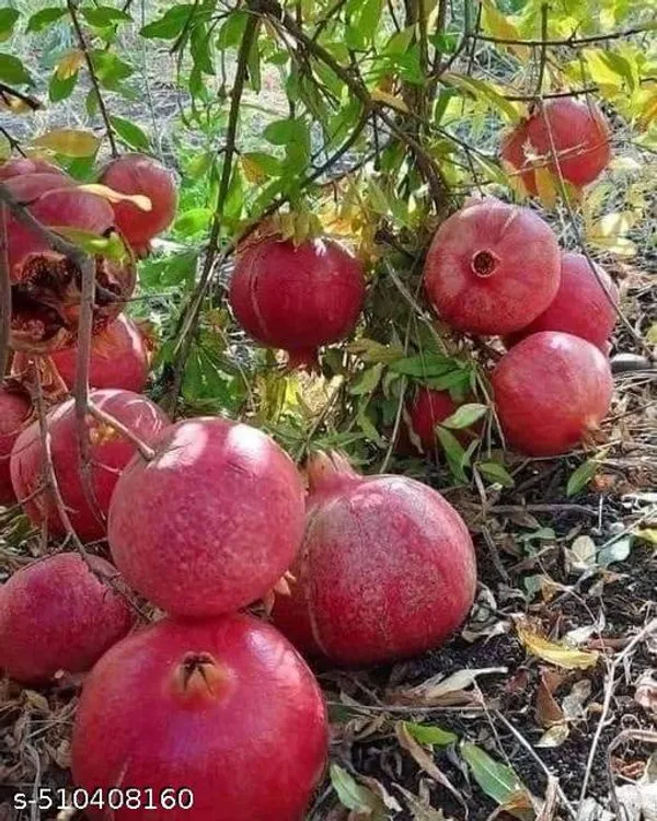 Hybrid_Bedana_Pomegranate_Anar_Dalim_Plant