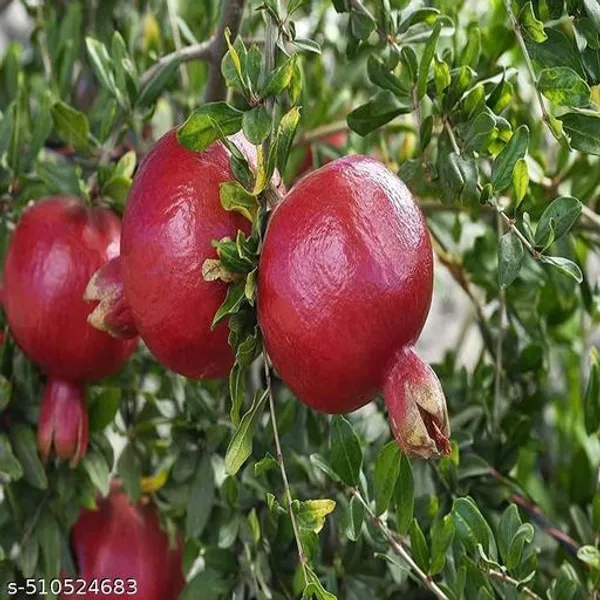 Hybrid_Red_Anar_Dalim_Plant