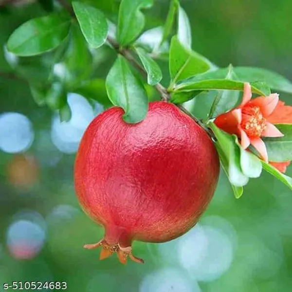 Hybrid_Red_Anar_Dalim_Plant