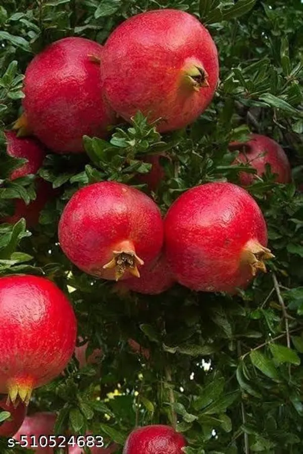 Hybrid_Red_Anar_Dalim_Plant